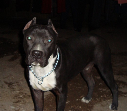 EL ES KIMBO LE PUSE DE RAZA AMERICAN STAFFORDSHIRE TERRIER PORQUE ES UN REQUISITO PERO EN RELIDAD ES UN AMERICAN PIT BULL TERRIER PERO CREO QUE NO TIENEN CONTEMPLADA ESTA RAZA PIENSO QUE NO LA CONSIDERAN COMO RAZA PERO BUENO AKI ESTA MI KIMBO TIENE APENAS 8 MESESITOS ES MUY NOBLE Y DE MUY BUEN TEMPERAMENTO.
!!*DIGAMOS TODOS JUNTO NO ALA PELEA DE PERROS*¡¡¡¡¡¡¡¡¡¡¡¡¡¡¡¡¡¡¡¡ EL ES KIMBO LE PUSE DE RAZA AMERICAN STAFFORDSHIRE TERRIER PORQUE ES UN REQUISITO PERO EN RELIDAD ES UN AMERICAN PIT BULL TERRIER PERO CREO QUE NO TIENEN CONTEMPLADA ESTA RAZA PIENSO QUE NO LA CONSIDERAN COMO RAZA PERO BUENO AKI ESTA MI KIMBO TIENE APENAS 8 MESESITOS ES MUY NOBLE Y DE MUY BUEN TEMPERAMENTO.
!!*DIGAMOS TODOS JUNTO NO ALA PELEA DE PERROS*¡¡¡¡¡¡¡¡¡¡¡¡¡¡¡¡¡¡¡¡